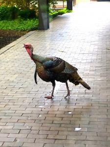 I considered morning turkey sightings to be good luck. 